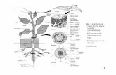 Fig. 1.1. Estructura vascular (dicotiledónea). A) Esquema tridi ...clluch/Archivos/histol3.pdf · 1 Fig. 1.1. Estructura típica de una planta vascular (dicotiledónea). A) Esquema