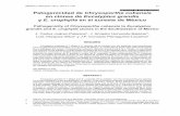 ARTCULO DE INVESTIGACIN Patogenicidad de Chrysoporthe ... · aislamientos de Chrysoporthe cubensis en clones de eucalipto para evaluar la patoge-nicidad del hongo y la resistencia