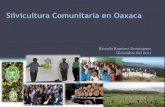 Silvicultura Comunitaria en Oaxaca · DE CONFLICTOS (USOS Y COSTUMBRES) CAPITAL SOCIAL Organización Comunitaria (Sistemas de Gobierno no -trabajo Comunitario Comunicación Reglas