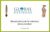 Biomecánica de la columna dorso-lumbar - Global Fitness · 2019-05-17 · Erectores de la espina Acciones •De pie –Mantienen la postura erecta (contracción bilateral) –Estabilizan