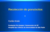 Recolección de granulocitoss2466b93f0b9d8174.jimcontent.com/download/version... · transfusión de granulocitos Pacientes y Métodos Infecciones fúngicas invasivas Mejoría o estabilización