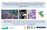 Invasión de malaria aviar y deforestación de la selva Amazónica: … · 2018-05-26 · Invasión de malaria aviar y deforestación de la selva Amazónica: Amenazas de una Enfermedad