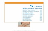 Cuello · 2014-03-12 · 310 5 Cuello – Musculatura ventral Origen Cabeza esternal: manubrio del esternón Cabeza clavicular: tercio medial de la clavícula Inserción Apófisis