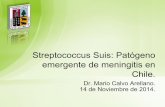 Streptococcus Suis: Patógeno emergente de meningitis en Chile....• Leucocitos 16.850/mm3 con neutrofilia. • Otros parámetros hematológicos y BQ eran normales . Punción Lumbar