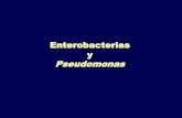 Enterobacterias y Pseudomonasdepa.fquim.unam.mx/bacteriologia/pdfs/nuevos51118/entero... · 2018-11-05 · Por hibridación DNA-DNA: 8 grupos El grupo I incluye al 99% de las cepas