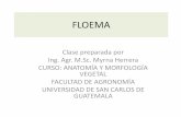 FLOEMAuv.fausac.gt/uv/courses/ANATOMIAYMORFOLOGIAVEGETALSECC... · 2020-03-14 · Floema •Junto con el xilema conforma el Sistema Vascular en las Plantas vasculares •El floema