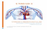 UNIDAD 3 · El sistema circulatorio protege contra pérdida de sangre por lesión y contra agentes patógenos, entre ellos microbios y toxinas extraños introducidos en el cuerpo.