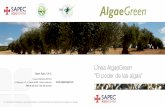 Línea AlgaeGreen “El poder de las algas”...Riquezas garantizadas Extracto de Algas Ascophyllum nodosum: 100 % Modo de empleo Se recomienda la realización de dos tratamientos