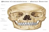 Puntos Craneométricos – Norma Anterior...Prostión: punto distal de la sutura intermaxilar (si existe) o entre las apófisis alveolares de los dos incisivos Mentoniano: punto virtual