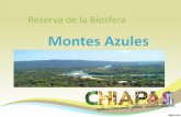 Reserva de l - WordPress.com · 2014-01-31 · Esta reserva se encuentra dentro de la región de la Selva Lacandona en Chiapas, la más rica de México el 27% de los mamíferos del