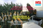 AGRICULTURA PARA PRODUCCION DE CARNE · 2017-04-12 · MAIZ Un ideotipo de maíz forrajero puede interpretarse ... 7500 8000) ACA 561 ACA Exp 128 AD-80 AD-73 DK 51 DK 61 DK 68 Lider