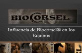 Influencia de Biocorsel® en los Equinosbiotecap.com.mx/caballos/Influencia de Biocorsel en los Equinos.pdfForrajes de baja calidad Alto gasto de energía Se degradan en intestino