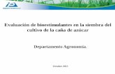 Evaluación de bioestimulantes en la siembra del …...Evaluación de bioestimulantes en la siembra del cultivo de la caña de azúcar Departamento Agronomía. Octubre 2013 Introducción