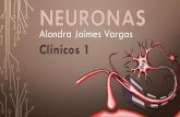 Alondra Jaimes Vargas Clínicos 1 · 6. ¿CÓMO SE CLASIFICAN LAS NEURONAS SEGÚN SU FUNCIÓN? Sensitivas, motoras y interneuronas o neuronas de asociación 7. ¿DÓNDE SE ENCUENTRAN