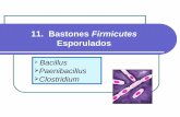 11. Bastones Firmicutes · Bacillus Son bastones largos (5-10 μm), aerobios, o anaerobios facultativos, catalasa positivos, la mayoría móviles (excepto B. anthracis). La especie