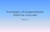 Fisiología y Envejecimiento Sistema muscular · Disminuye la síntesis de proteínas contráctiles y se reduce el número de mitocondrias. La liberación de acetilcolina y el número