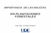 EN PLANTACIONES FORESTALES - UDE | FCA · 2013-02-02 · ESTADO VEGETATIVO: - Rápido desarrollo hasta la floración con gran capacidad de competencia a través de sus hábitos de