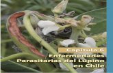 Enfermedades Parasitarias del Lupino en Chilebiblioteca.inia.cl/medios/biblioteca/boletines/NR40485.pdf · Todas las especies cultivadas de lupino son afectadas por enfermedades parasitarias.