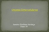 Uniones Intercelulares - WordPress.com · Uniones Intercelulares (cómo se unen las células entre sí cuando no se unen a la MEC) 1.- Unión oclusiva (zona ocludens o zona de unión