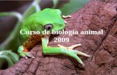 Curso de biología animal 2006zoologia.fcien.edu.uy/teorico/Teorico 01 (PerezMiles).pdf · 2013-01-29 · Curso Práctico (6 hs/sem): Contenidos de la diversidad animal (organizado