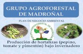PLAN DE NEGOCIO AMBIENTAL - Pyme Parque Chagrespymeparquechagres.org/planf/pnamadronal.pdf · 2017-11-25 · Definición del negocio Se incursionara en el agro negocio de producción