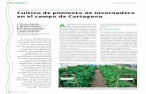 Cultivo de pimiento de invernadero en el campo de Cartagena · 2009-12-15 · Considerando estas cuestiones se planteó en el año 2004 la realización del Proyecto de Investigación