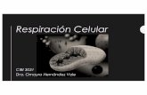 RespiraciónCelular - WordPress.com · •Describiry entenderel procesode respiración celular •Describiry entenderfermentación •Distinguirentre organismosaeróbicos, anaeróbicos