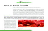 Frutales - Phytoma España · los frutos, y el taladro de la madera Zeuzera pyrina (Linneo). La mosca de la fruta, Ceratitis capitata (Wiedemann) está presente de forma permanente