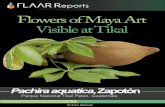 Flowers of Maya Art Visible at Tikal · Pachira is only one genus of the fascinating family of trees, the Bombacaceae. The genus Ceiba is another member of the Bombacaceae. We have