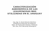 CARACTERIZACIÓN AGRONÓMICA DE LAS LEGUMINOSAS …prodanimal.fagro.edu.uy/cursos/PASTURAS CRS/06 - Lotus 2011.pdfCARACTERIZACIÓN AGRONÓMICA DE LAS LEGUMINOSAS MAS UTILIZADAS EN