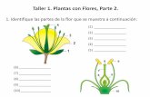 Taller 1. Plantas con Flores, Parte 2. - UCV...Identifique las partes de la flor que se muestra a continuación: Taller 6. Plantas con Flores, Parte 2. Taller 6. Plantas con Flores,