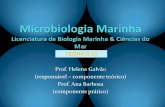 TEÓRICA 10 DOCENTES: Prof. David Montagnes University of …w3.ualg.pt/~hgalvao/MicroMarinha/MMTeor10.pdf · 2008-04-01 · microalga vermelha filamentosa. Habitats especializados: