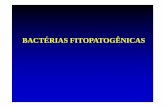 Bacterias parte II · 2017-04-12 · GÊNEROS LOCALLOCAL Mobilidade Mobilidade Sintomas Xyllela (--) vascularvascular átrica átrica CVCCVC Agrobacterium (--) solosolo monotríquia