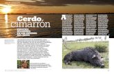 cimarrón Cerdo han sido identificados ... - Proyecto IberáLos cerdos cimarrones han sido identificados como una de las 100 especies exóticas invasoras más proble-máticas y destructiva-sa