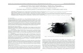 Some weevils from Orsha-Balagan, Abkhazia (Georgia ...sea-entomologia.org/Publicaciones/PDF/BOLN_50/...Voronja (Orsha-Balagan valley, Abkhazia), a más de 2000 m de altitud. Palabras