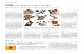 Inteligencia abstracta en los animales · 2014-07-02 · 2013 en la revista PeerJ, Jen-nifer Vonk, de la Universidad de Oakland, indagó hasta qué punto cuatro orangutanes y un gorila