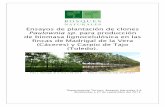 Ensayos de plantación de clones Paulownia sp . para ...bosquesnaturales.com/wp-content/uploads/2016/02/2.5.8-2013-Docu… · La humedad de corta es baja, llegando a alcanzar valores