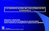 LA CERTIFICACIÓN DE LOS CÍTRICOS EN VENEZUELA · Susceptibles a la pudrición del pie causada por Phytophthora parasitica. B) En 1933 Fawcett demuestra la transmisión de psorosis