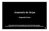 Anatomía de Hojas€¦ · Anatomía de Hojas - Segunda Parte - Esta presentación está protegida por la ley de derechos de autor. Su reproducción o uso sin el permiso expreso del