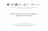Vibriocholerae : factores de virulencia y subtipificación ......Vibriocholerae: factores de virulencia y subtipificación molecular Taller “El papel de laboratorio enla prevención