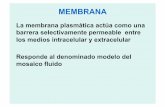 Página de la Cátedra de Zoología General FCNyM - La membrana plasmática … · 2015-05-07 · como proteínas integrales de membrana. Sobre la cara citoplasmática de la membrana,