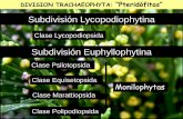 Presentación de PowerPoint · 2.- Cite 1 sinapomorfía de las Euphyllophyta. 3.- Qué teoría explica el origen del megáfilo? Esquematice. 4.- Qué clases comprenden las Monylophyta?