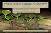 Presentación de PowerPoint...La riqueza registrada fue de 31 especies de anfibios y 22 especies de reptiles. Se presentan fotografías de estas especies, además de datos sobre la