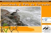 Presentación Educativa – Iniciativa Pato de Torrentes ... · equilibrio en las fuertes corrientes de los ríos de montaña Patas palmeadas muy grandes y ásperas de color rojo
