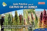 QUINUA · Guía Práctica para el Cultivo de la QUINUA 3 Los colores dependen de la variedad, y existen cientos de variedades de quinua en Bolivia. En la fase de investigación del