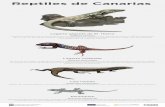 Reptiles de Canarias€¦ · Reptiles de Canarias Lagarto gigante de El Hierro Especie endémica de la isla de El Hierro en peligro de extinción. Este lagarto alcanza un tamaño