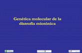 Genética molecular de la distrofia miotónicagustavolorenzo.es/conferencias/enfer/2015/m5c2.pdf · Distrofia miotónica: Herencia mendeliana autosómica dominante •Enfermedad monogénica