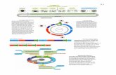Tema10 actualizadobc1vimoj/transparencias/T09.pdf · la quinasa empieza a actuar pone en marcha el mecanismO de replicación del DNA marcha el mecanismo de la factor promotor de la