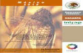 Version 2€¦ · Con el proposito de caracterizar la gran diversidad y promover su conservación, se realizó la recolección de maíces nativos en el estado de San Luis [otosí,
