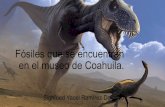 Fósiles que se encuentran en el museo de Coahuila.red.ilce.edu.mx/sitios/micrositios/dinosaurios_eviden16...Expedición en Coahuila encuentran restos de vida marina de un dinosaurio